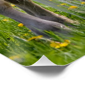 Poster Haflinger Horses Joli Foin Bébé Avec Maman Photo * (Coin)