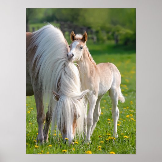 Poster Haflinger Horses mignon Foin de bébé avec maman Ph (Devant)