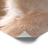 Poster Haflinger mare and foal cuddling (Coin)