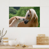 Poster Haflinger mare and foal cuddling (Cuisine)