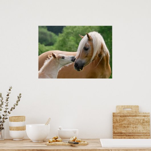 Poster Haflinger mare and foal cuddling (Cuisine)