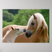 Poster Haflinger mare and foal cuddling (Devant)