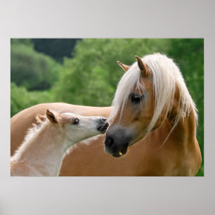 Poster Haflinger mare and foal cuddling