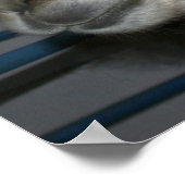 Poster Hairdo drôle sur Llama (Coin)