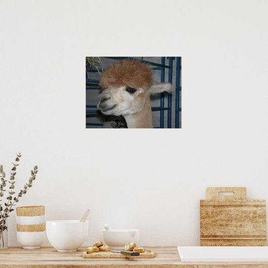 Poster Hairdo drôle sur Llama (Cuisine)