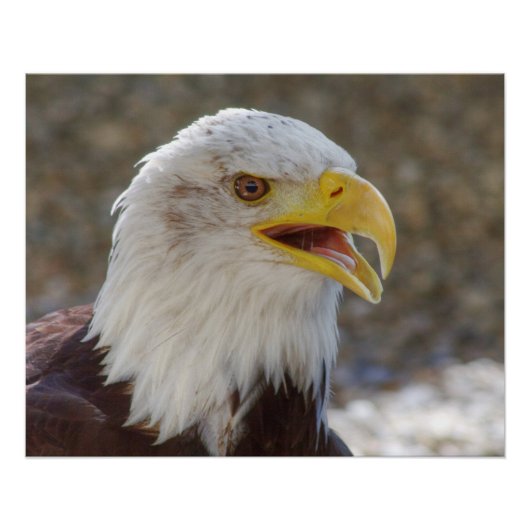 Poster Haliaeetus leucocephalus (Devant)