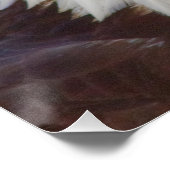 Poster Haliaeetus leucocephalus (Coin)