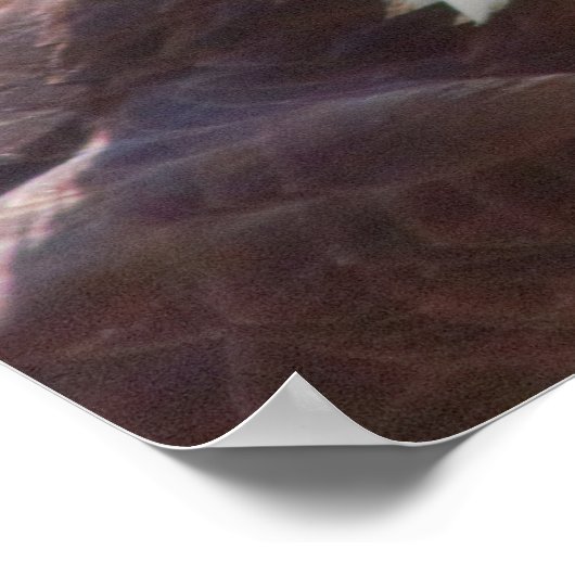 Poster Haliaeetus leucocephalus (Coin)