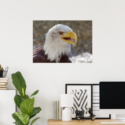 Poster Haliaeetus leucocephalus (Bureau à domicile)