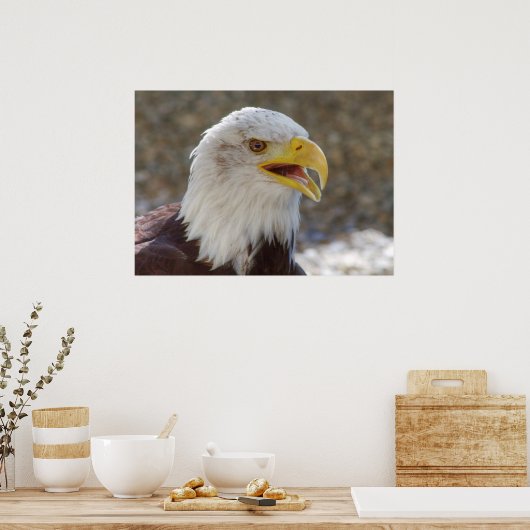 Poster Haliaeetus leucocephalus (Cuisine)