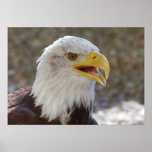 Poster Haliaeetus leucocephalus (Devant)