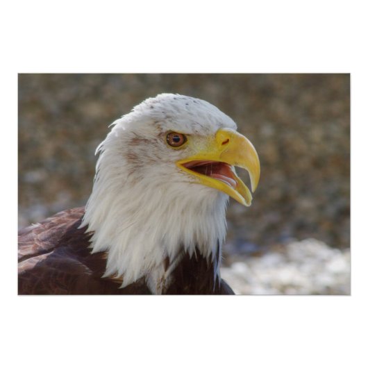 Poster Haliaeetus leucocephalus (Devant)
