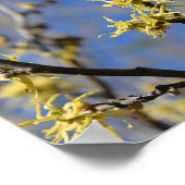 Poster Hamamélis en fleurs (Coin)
