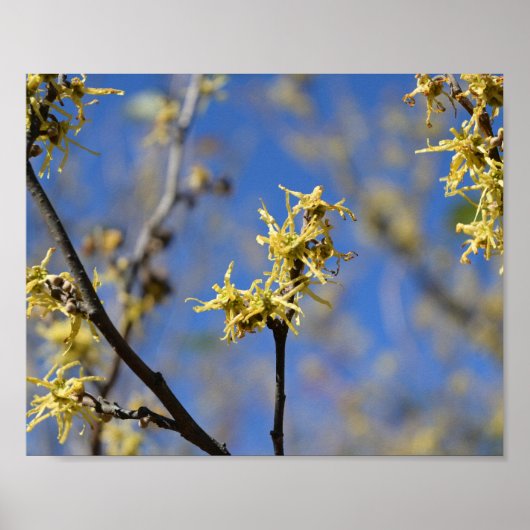 Poster Hamamélis en fleurs (Devant)