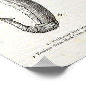 Poster Hameçons de poissons préhistoriques et non civilis (Coin)