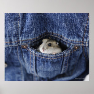 Poster Hamster dans la poche
