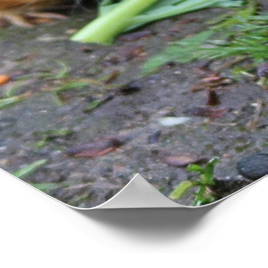 Poster Hamsters (Coin)