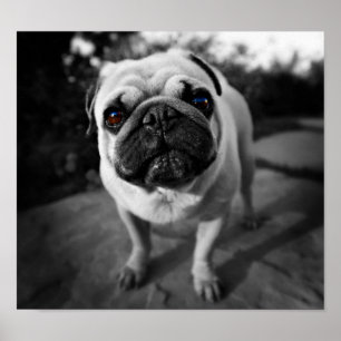 Poster Handsome pug