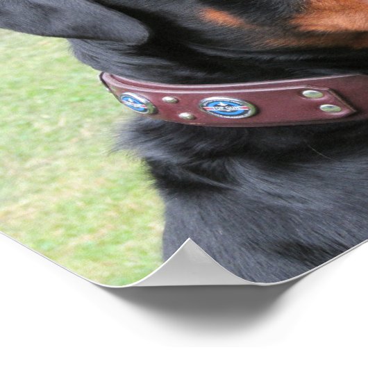 Poster Handsome Rottweiler (Coin)