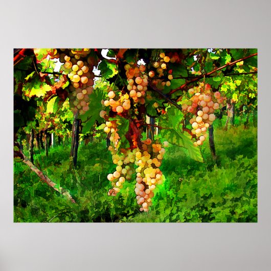 Poster Hanging raisins sur les vignes (Devant)