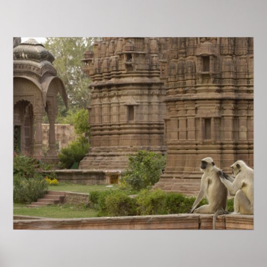 Poster Hanuman Langurs ou noir, commun ou gris (Devant)