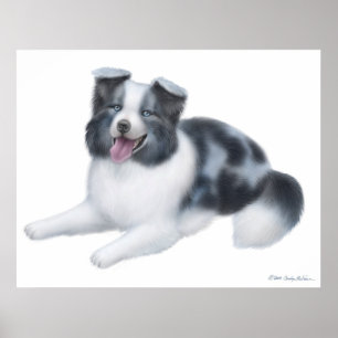 Poster Happy Blue Merle Bordure Collie Chien Imprimer