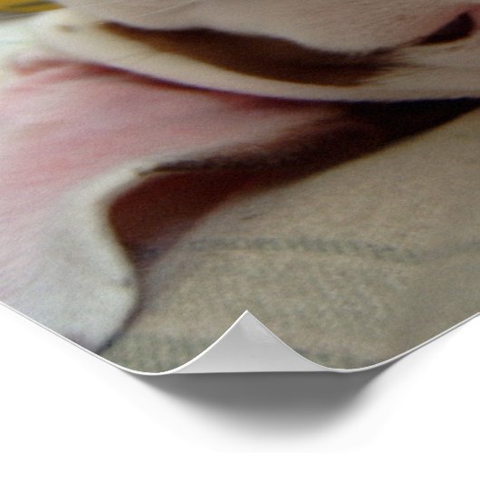 Poster Happy Dog Print (Coin)