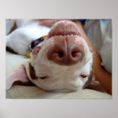 Poster Happy Dog Print (Devant)