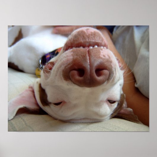 Poster Happy Dog Print (Devant)