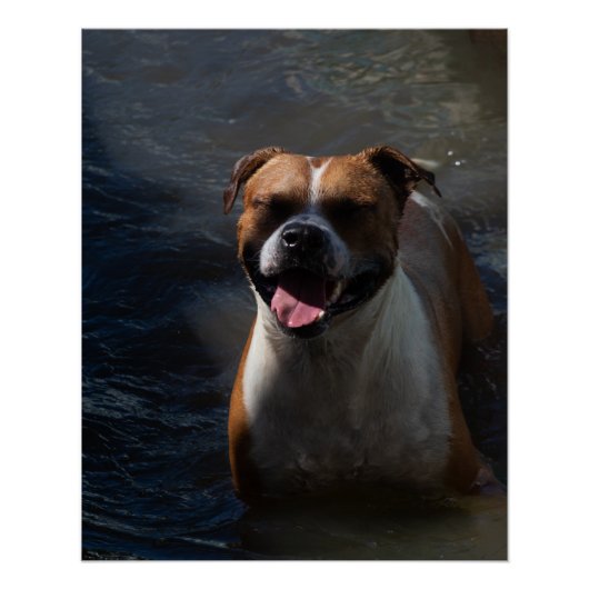 Poster Happy Dog Swimming (Devant)