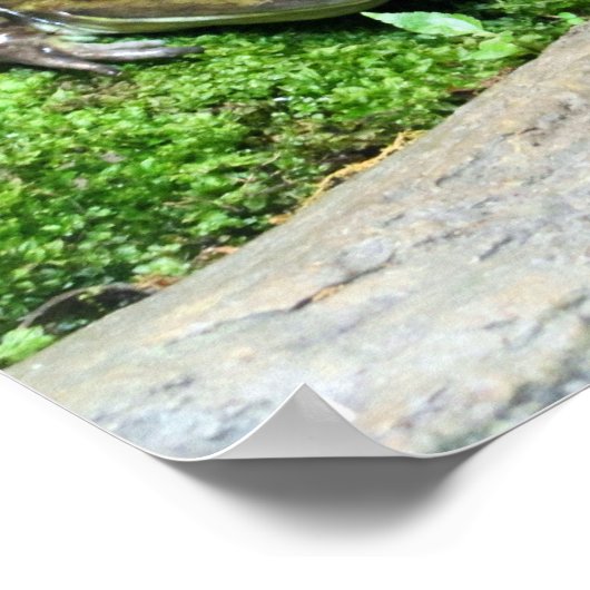 Poster Happy Frog (Coin)