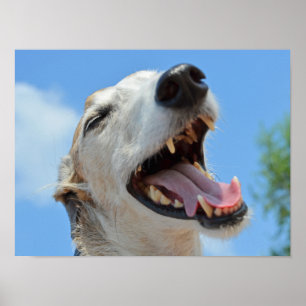 Poster Happy, souriant Greyhound Visage Closeup