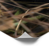 Poster Happy young panda (Coin)