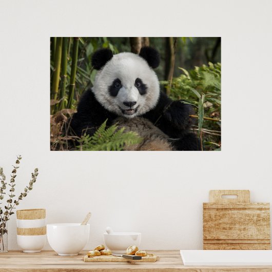 Poster Happy young panda (Cuisine)