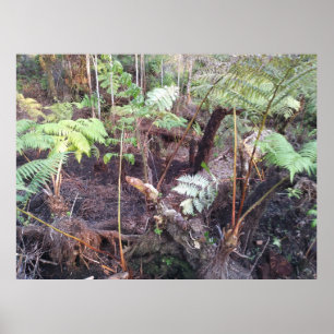 POSTER HAPUU FERN FRONTS HAWAII