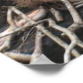 POSTER HAPUU FERNS GRANDE ÎLE HAWAII (Coin)