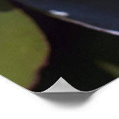 Poster Hardy Water Lily (Coin)