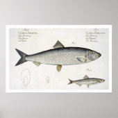 Poster Hareng (Clupea Harengus) (Fig. 1) et Sprat (Clup) (Devant)