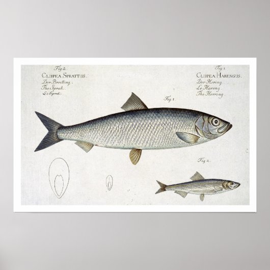 Poster Hareng (Clupea Harengus) (Fig. 1) et Sprat (Clup) (Devant)