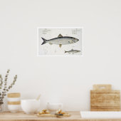 Poster Hareng (Clupea Harengus) (Fig. 1) et Sprat (Clup) (Cuisine)