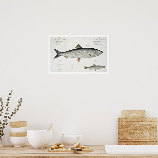 Poster Hareng (Clupea Harengus) (Fig. 1) et Sprat (Clup) (Cuisine)