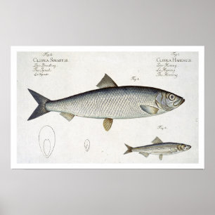 Poster Harengs (Clupea Harengus) (fig. 1) et esprot (Clup