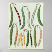 Poster Haricots (Devant)