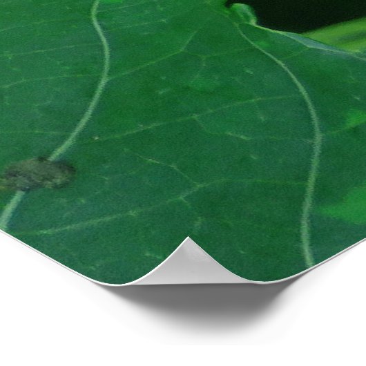 Poster Haricots vanille orchidée (Coin)
