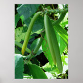 Poster Haricots vanille orchidée (Devant)