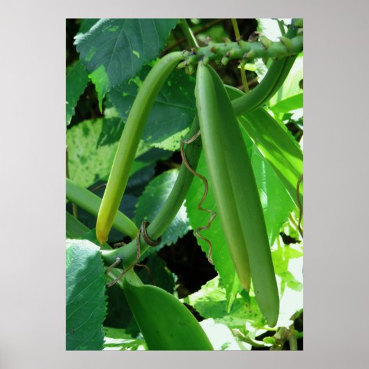 Poster Haricots vanille orchidée (Devant)