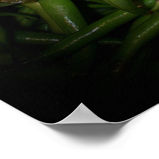 Poster Haricots verts en vedette Imprimer (Coin)