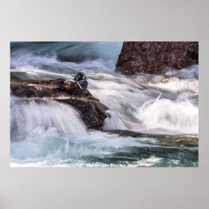 Poster Harlequin Duck