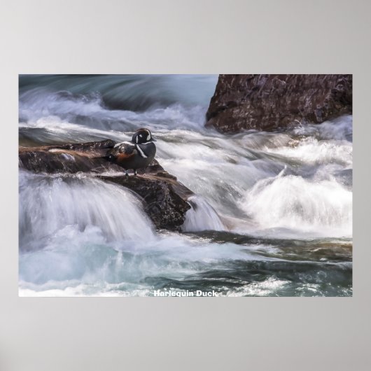 Poster Harlequin Duck (Devant)