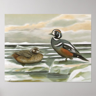 Poster Harlequin Duck